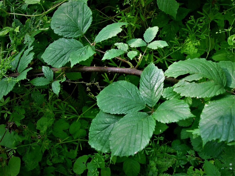 Rubus cissburiensis photo 5