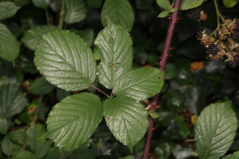 Rubus cissburiensis photo 6