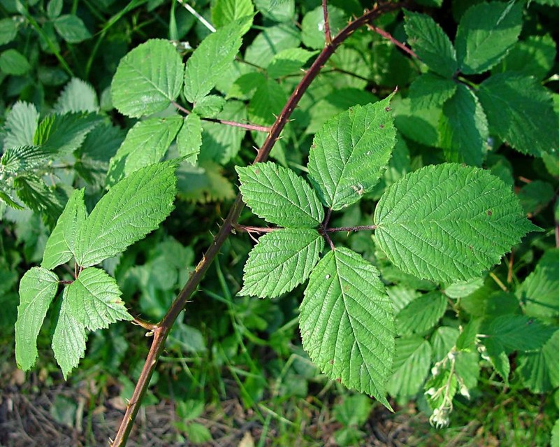 Rubus cissburiensis photo 7