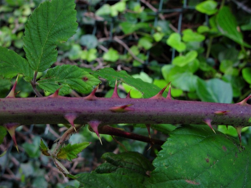 Rubus cissburiensis photo 8
