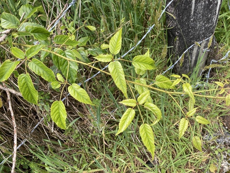 Rubus cissoides