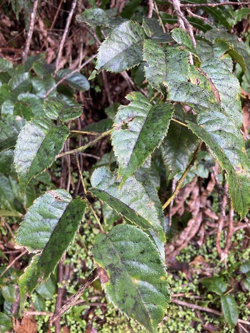 Rubus cissoides photo 2