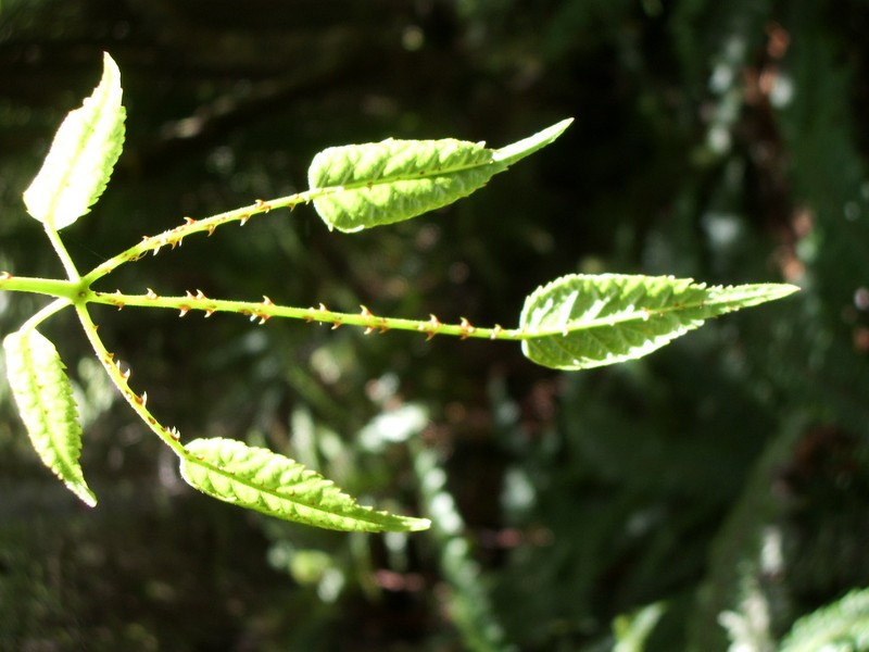 Rubus cissoides photo 3