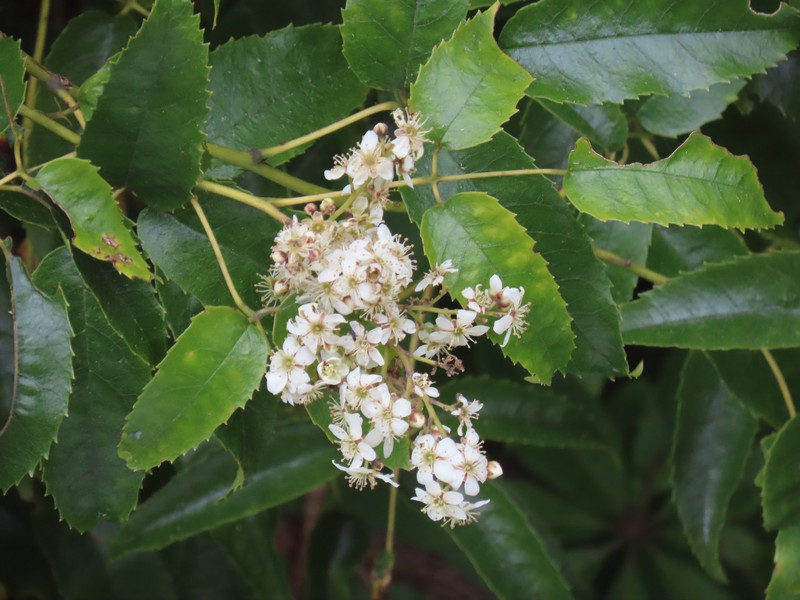 Rubus cissoides photo 5