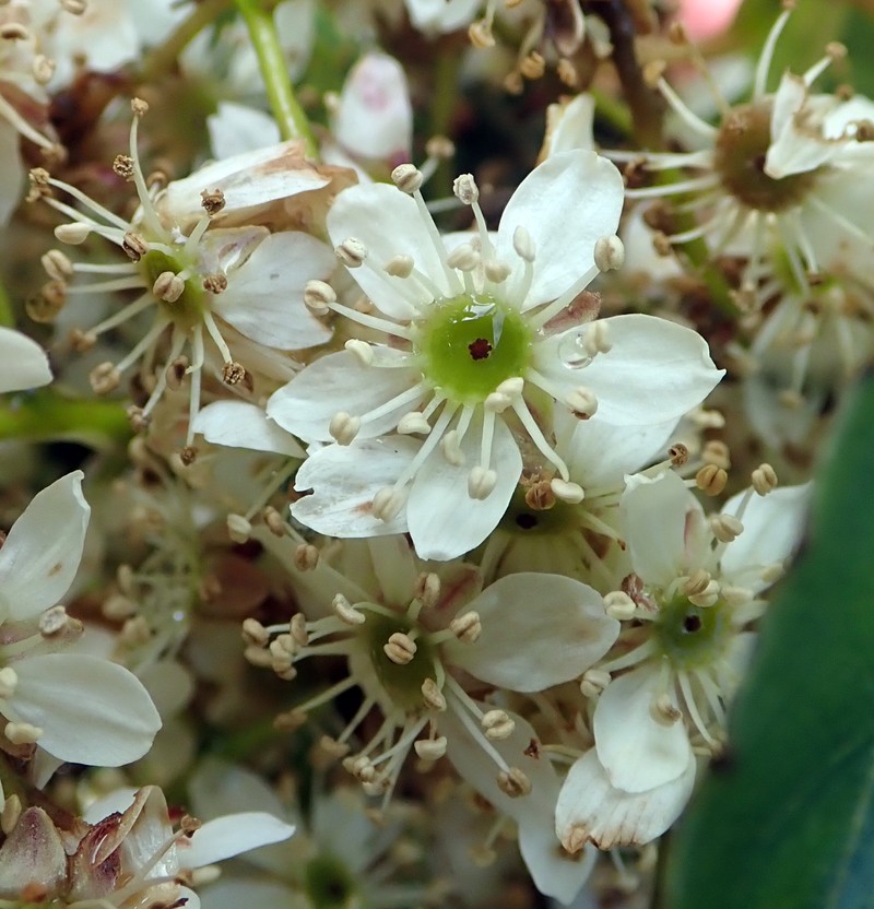 Rubus cissoides photo 6