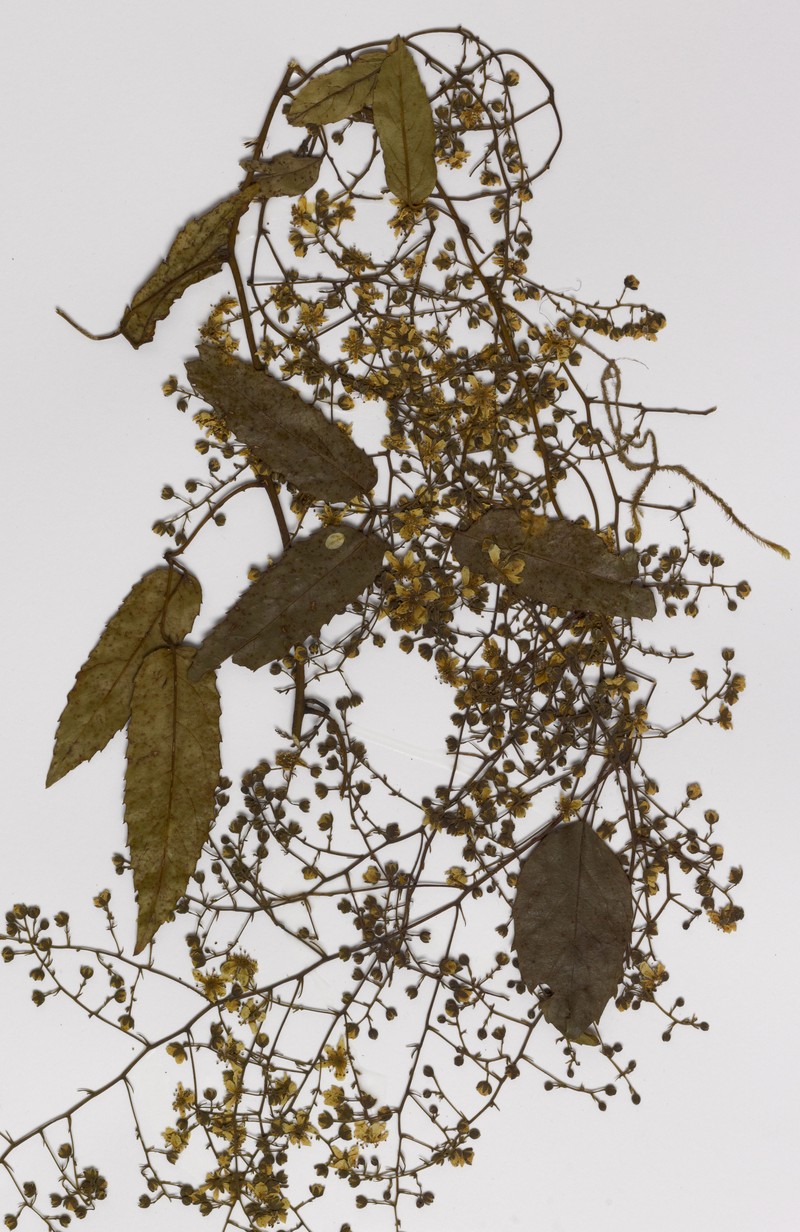Rubus cissoides photo 7