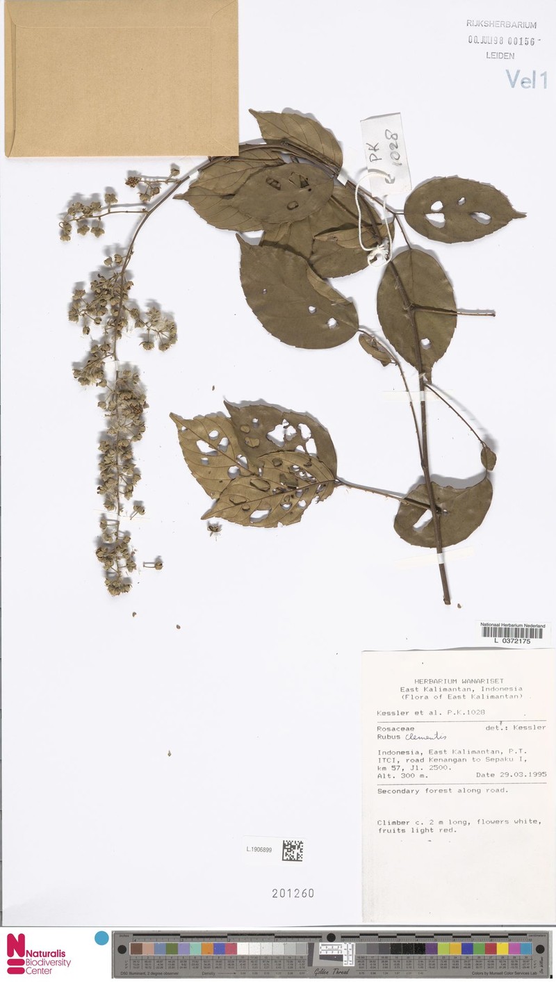 Rubus clementis