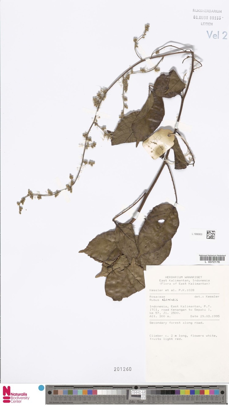Rubus clementis photo 2
