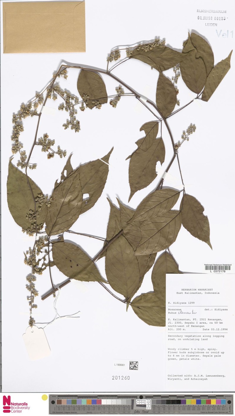 Rubus clementis photo 4