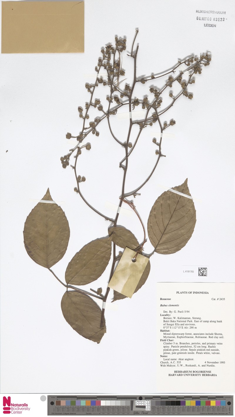 Rubus clementis photo 5