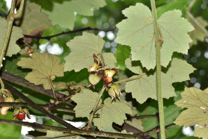Rubus clinocephalus