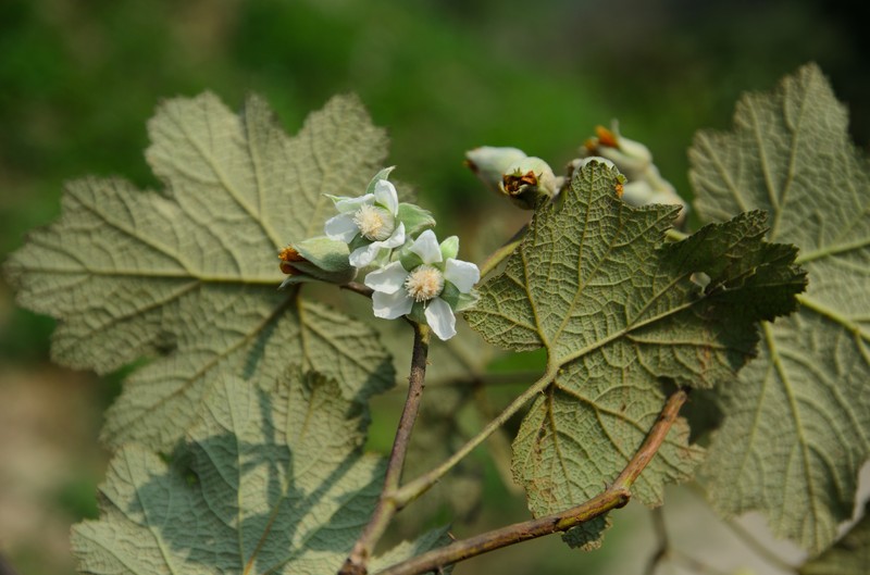 Rubus clinocephalus photo 2