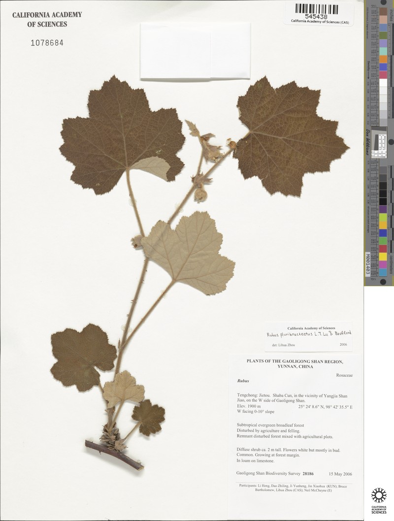 Rubus clinocephalus photo 3