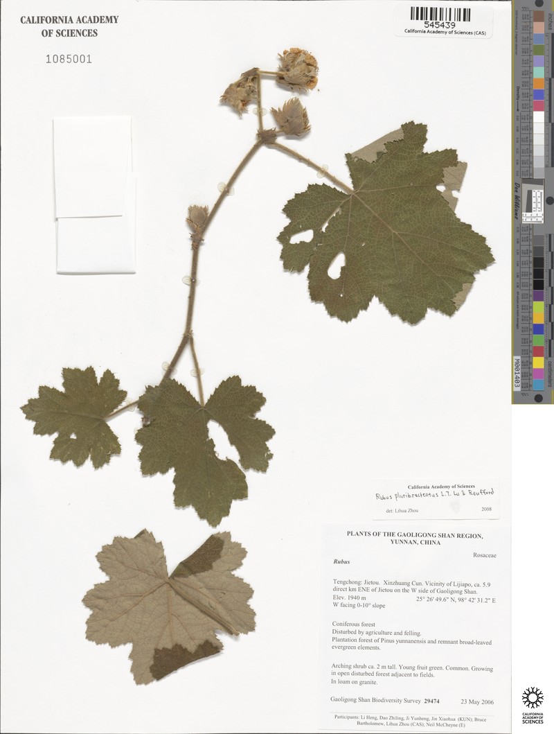 Rubus clinocephalus photo 4