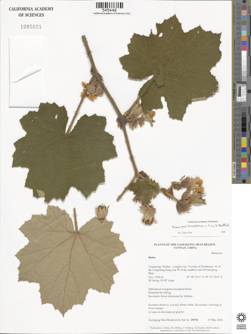 Rubus clinocephalus photo 5