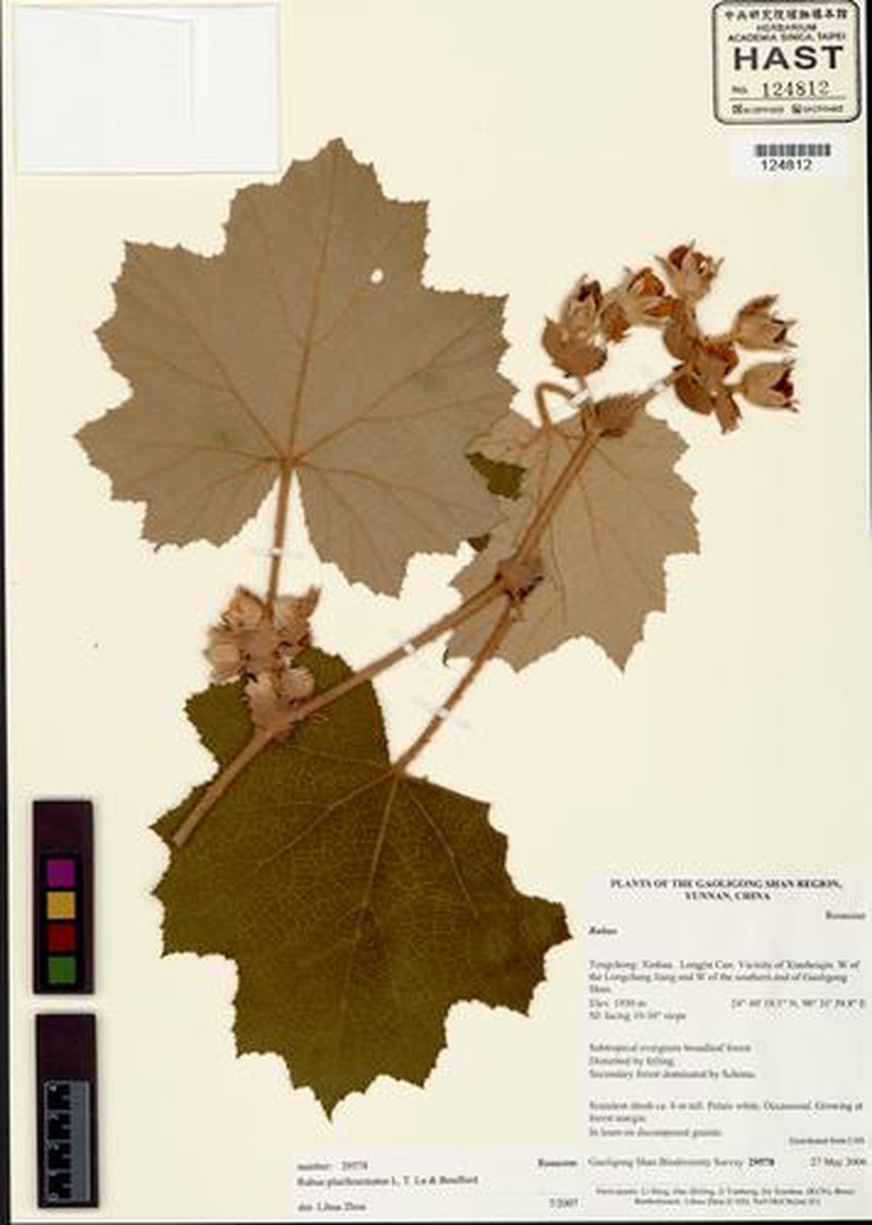Rubus clinocephalus photo 6