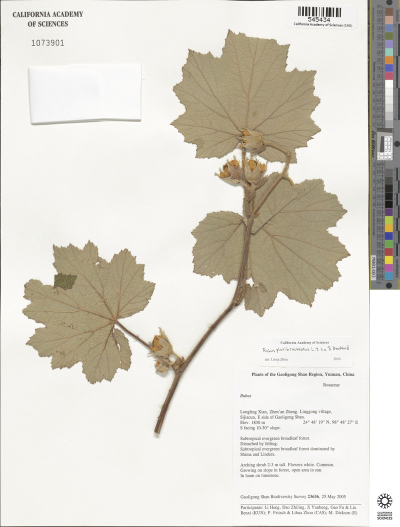 Rubus clinocephalus photo 7