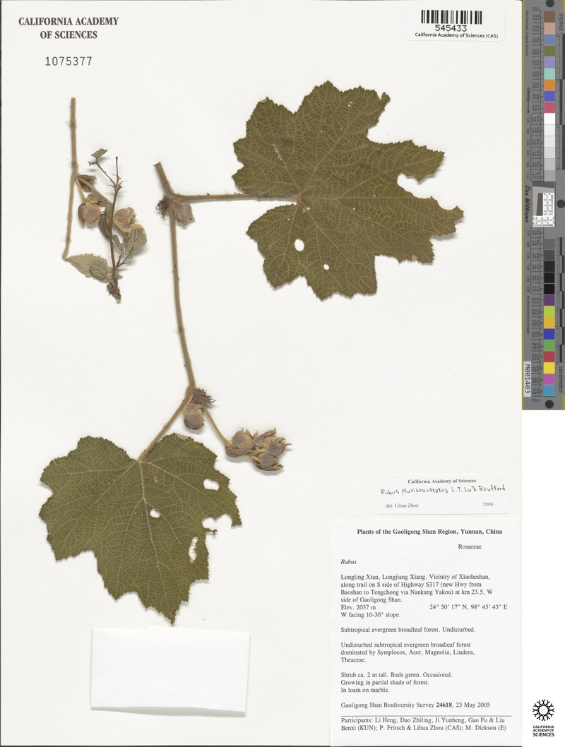 Rubus clinocephalus photo 8