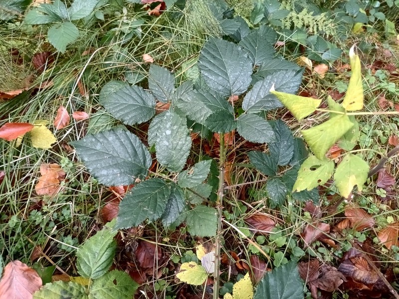 Rubus clusii