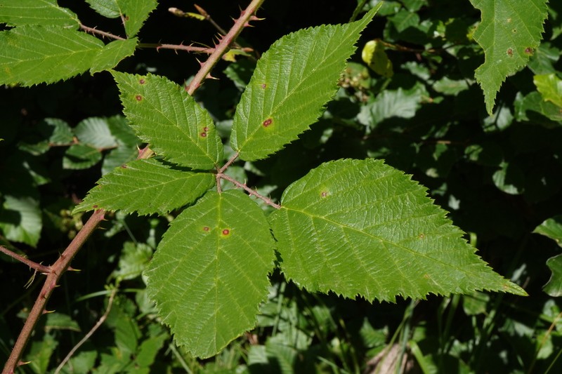Rubus clusii photo 2