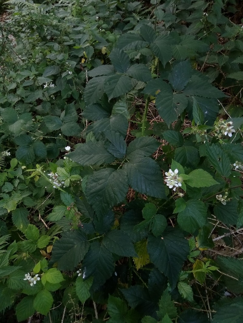 Rubus clusii photo 3