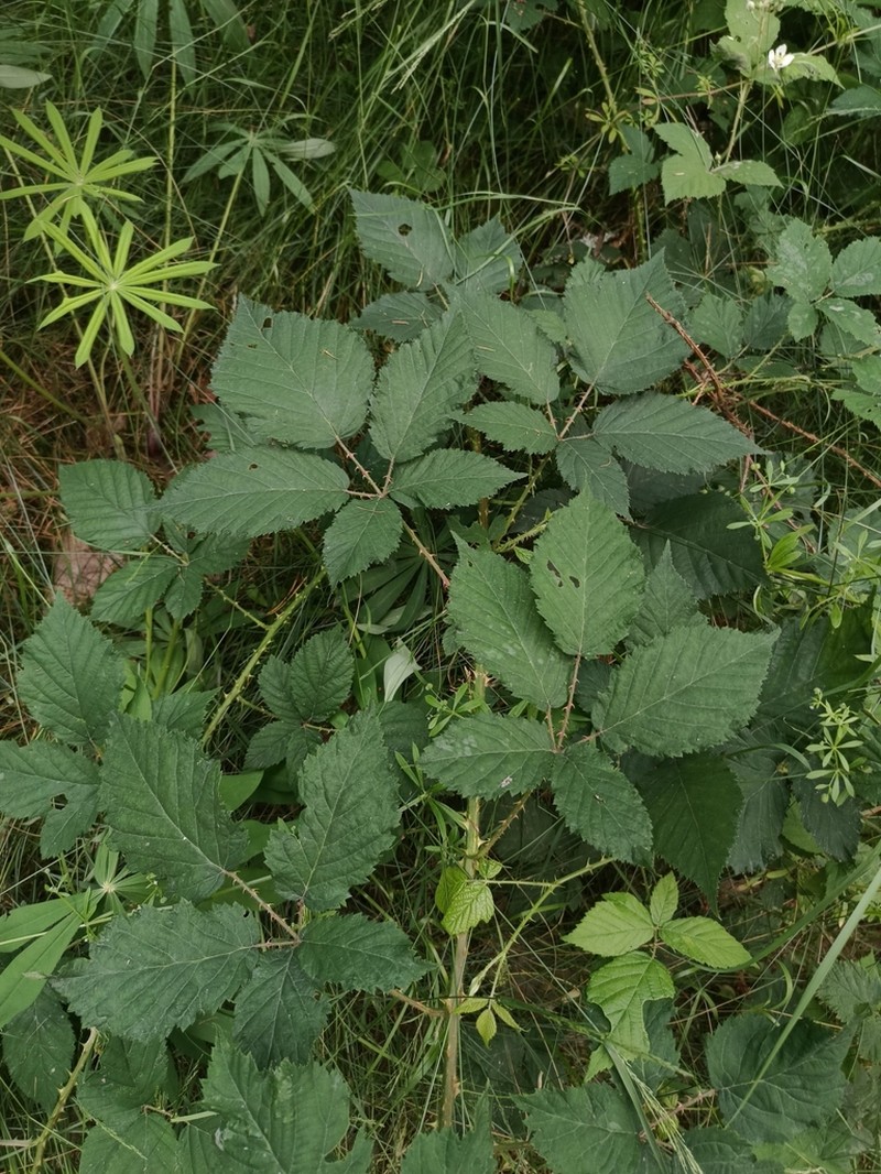 Rubus clusii photo 4