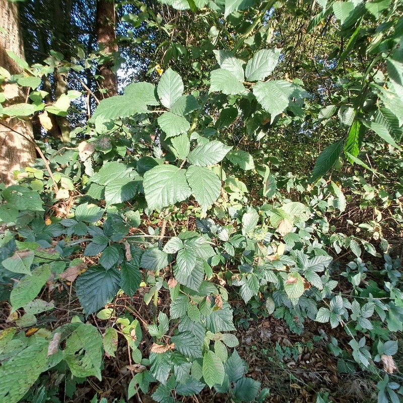 Rubus clusii photo 5