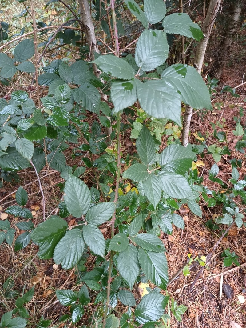 Rubus clusii photo 6