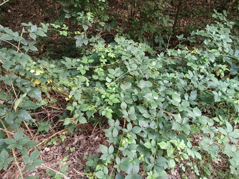 Rubus clusii photo 7