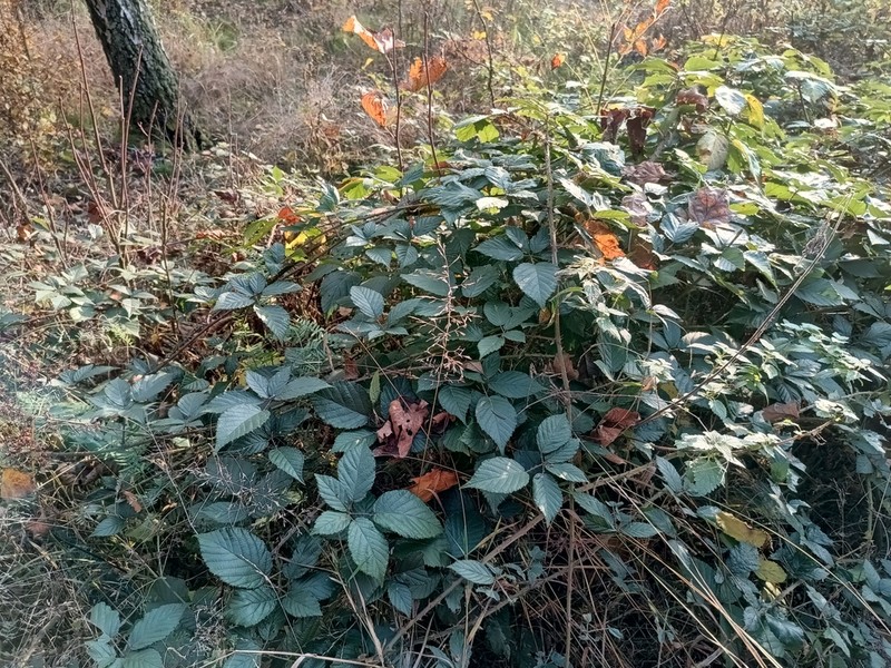 Rubus clusii photo 8