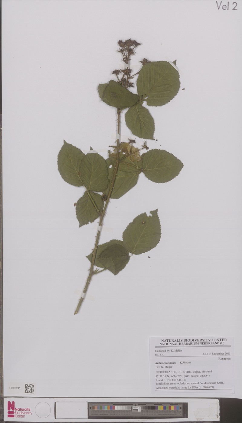 Rubus coccinatus