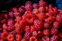 Rubus cochinchinensis