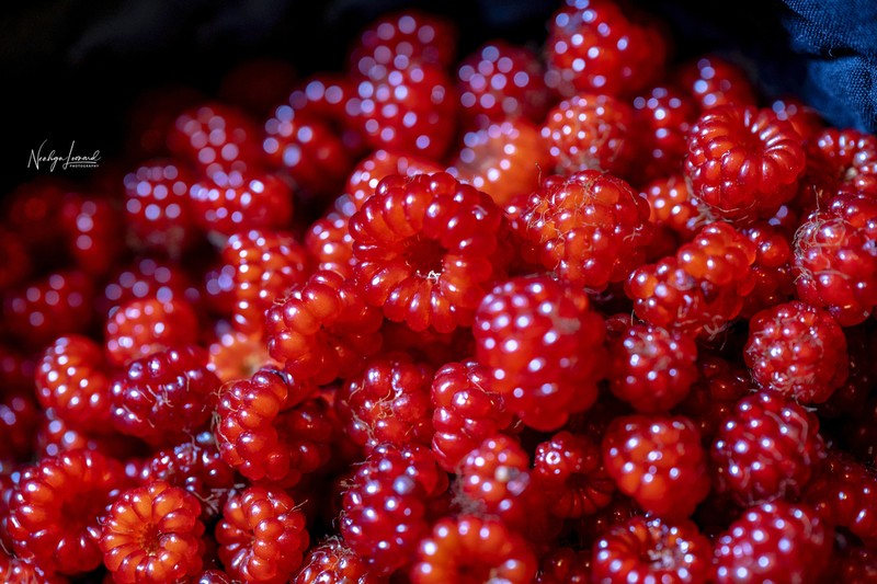 Rubus cochinchinensis