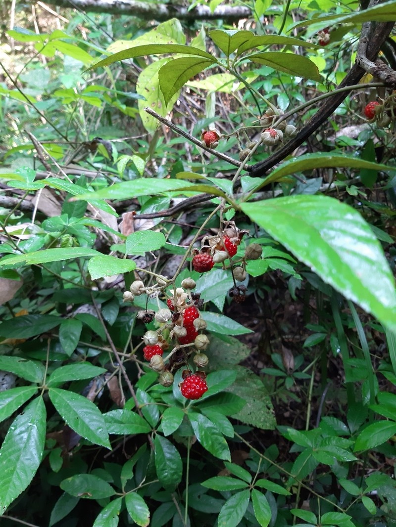 Rubus cochinchinensis photo 2