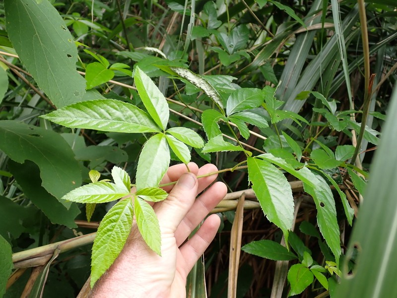 Rubus cochinchinensis photo 3