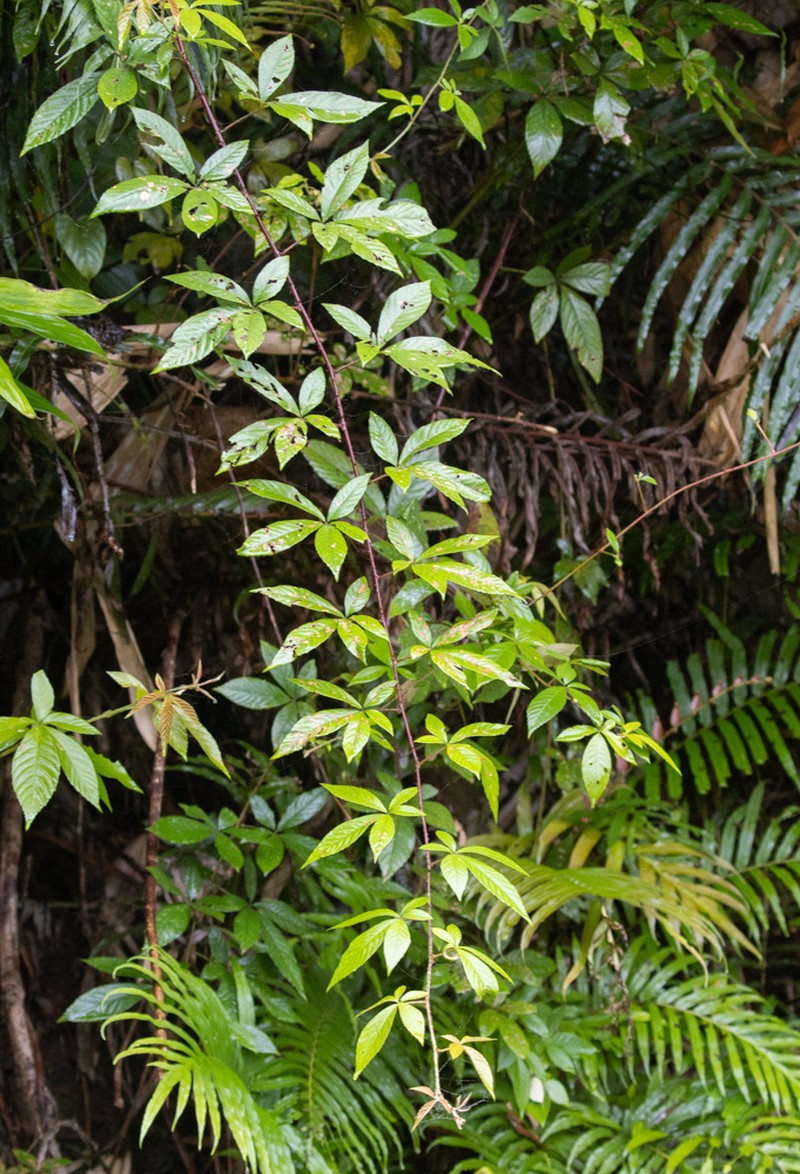 Rubus cochinchinensis photo 4