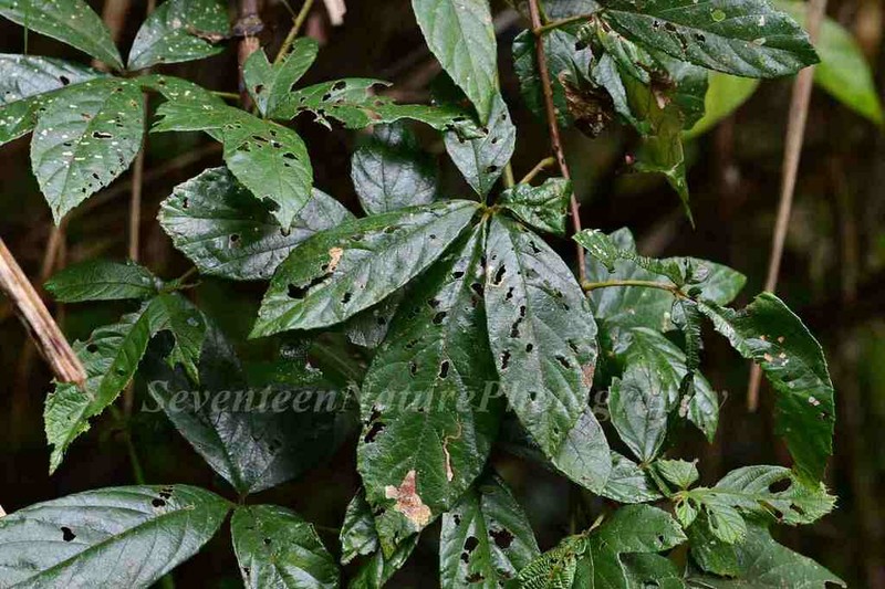Rubus cochinchinensis photo 5