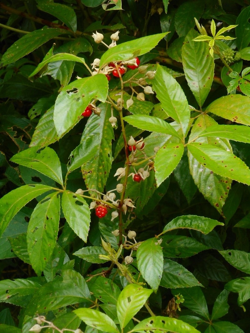 Rubus cochinchinensis photo 6