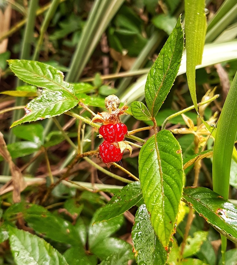 Rubus cochinchinensis photo 7