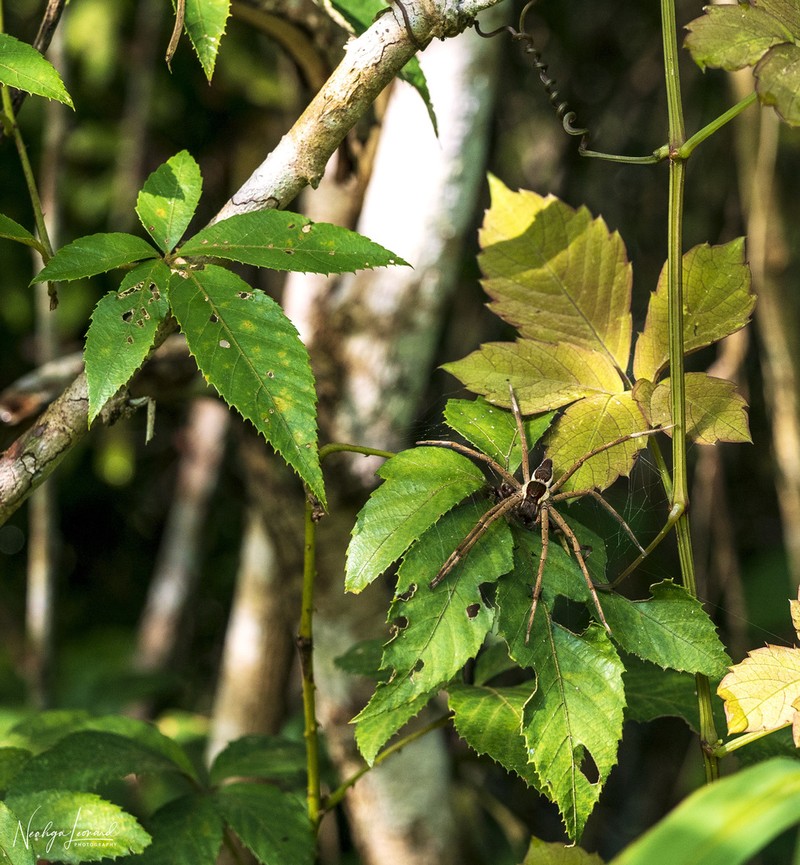 Rubus cochinchinensis photo 8