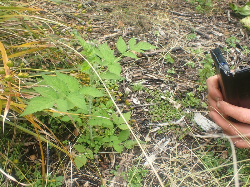 Rubus cockburnianus photo 2