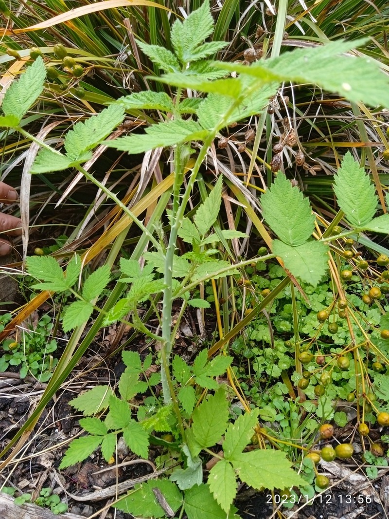 Rubus cockburnianus photo 3