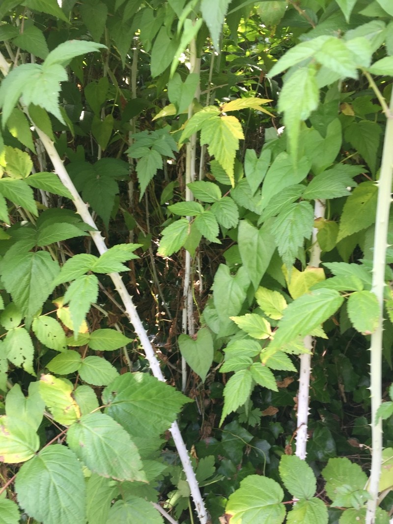 Rubus cockburnianus photo 4