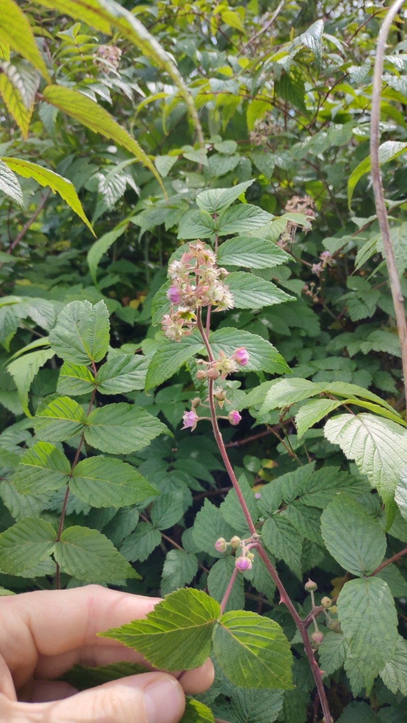 Rubus cockburnianus photo 5
