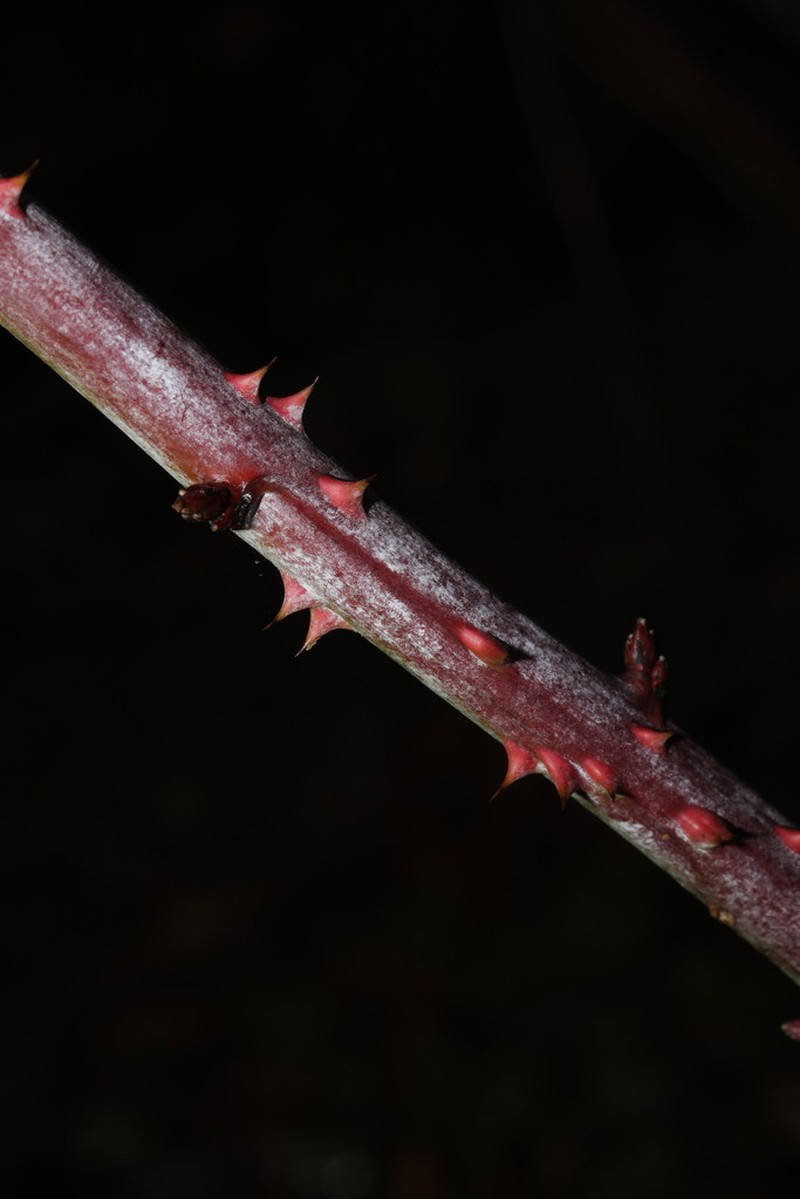 Rubus cockburnianus photo 6