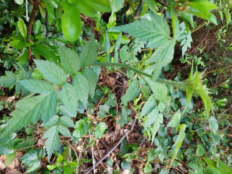 Rubus cockburnianus photo 7