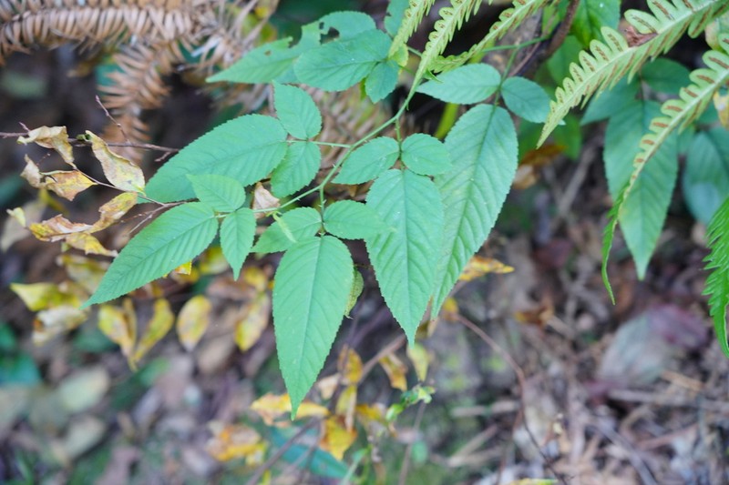 Rubus columellaris