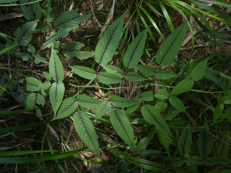 Rubus columellaris photo 2