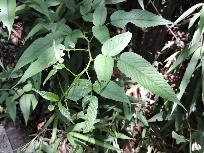 Rubus columellaris photo 3