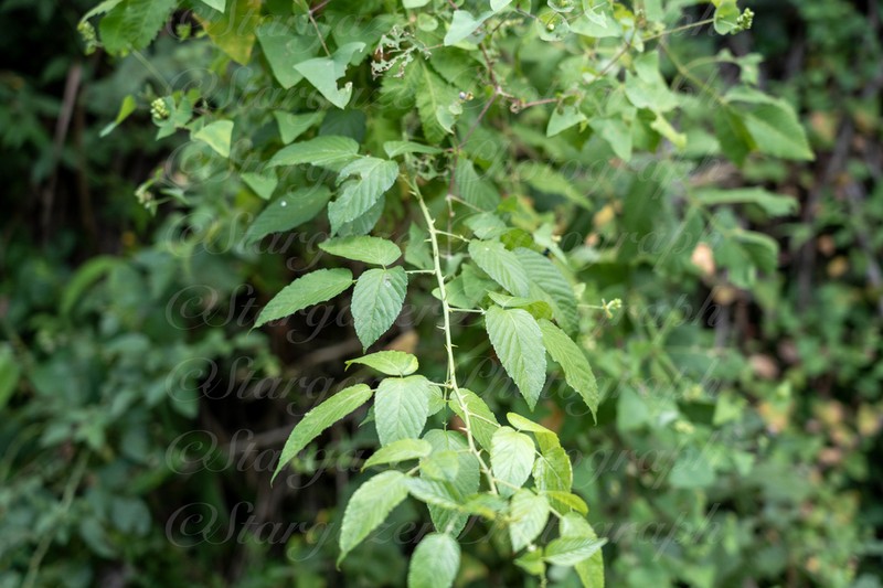 Rubus columellaris photo 4